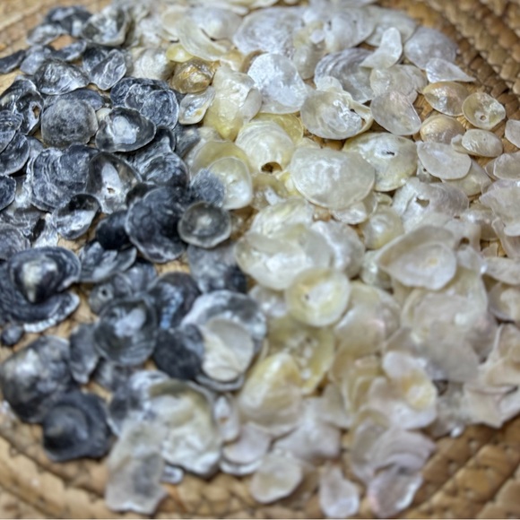 REAL HAND PICKED FLORIDA JINGLE SHELLS SEASHELLS DIY CRAFTING CRAFTS MIXED LOT - Picture 7 of 16